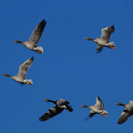 Logeren Bij De Burgemeester 4* Stad aan 't Haringvliet