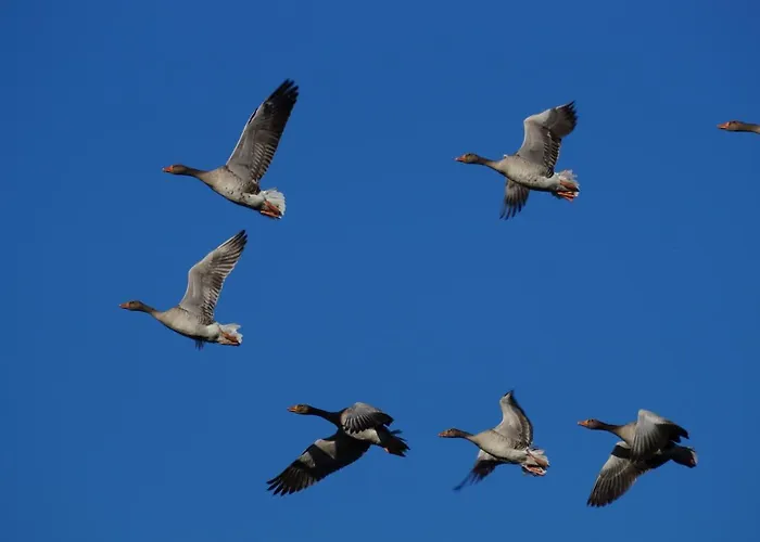 Logeren Bij De Burgemeester 4* Stad aan 't Haringvliet